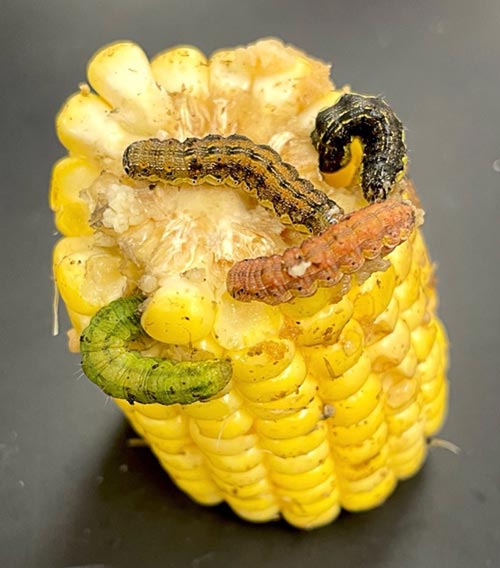 Corn earworm larvae on corn.