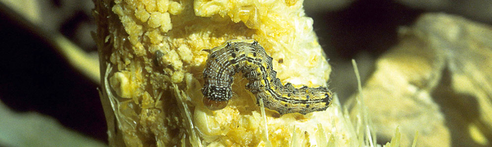 Corn earworm feeding on an ear of sweet corn.