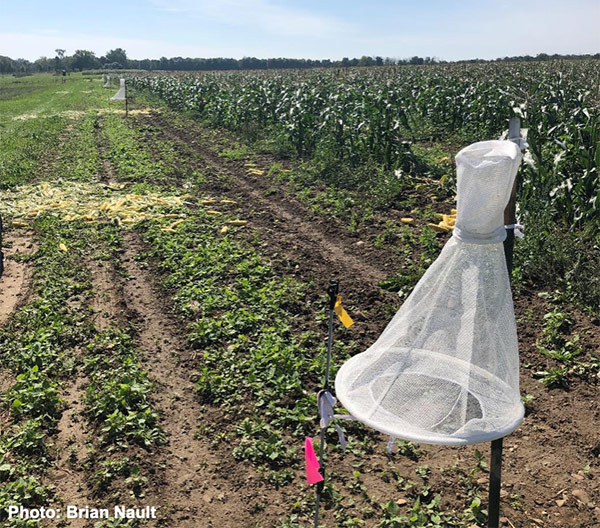 Scentry Heliothis traps