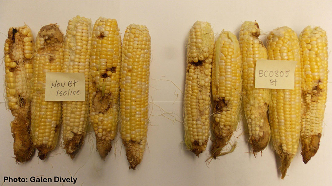 Typical ear damage of untreated Providence (non-Bt) and BC0805 (Bt). Maryland 2016.